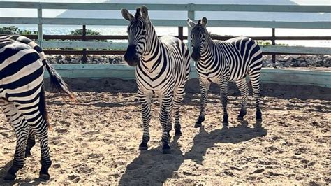 The Aerial, BVI Resort Review: All-inclusive Resort in The Caribbean