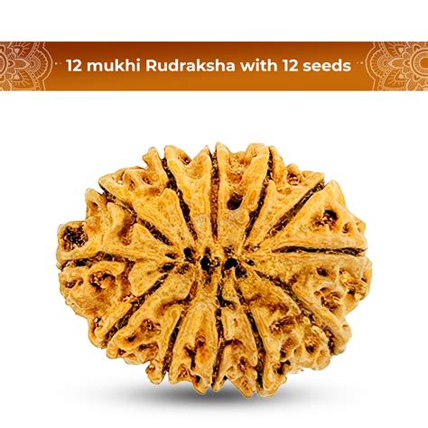 12 mukhi 12 seeds Rudraksha – Shiv Kripa Rudraksha