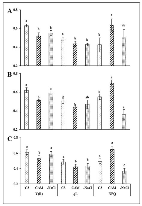 At the Edges of Photosynthetic Metabolic Plasticity—On the Rapidity and ...
