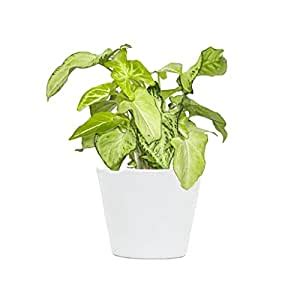 Cloud Farm Good Luck Air Purifying White Syngonium Indoor Live Plant CF ...