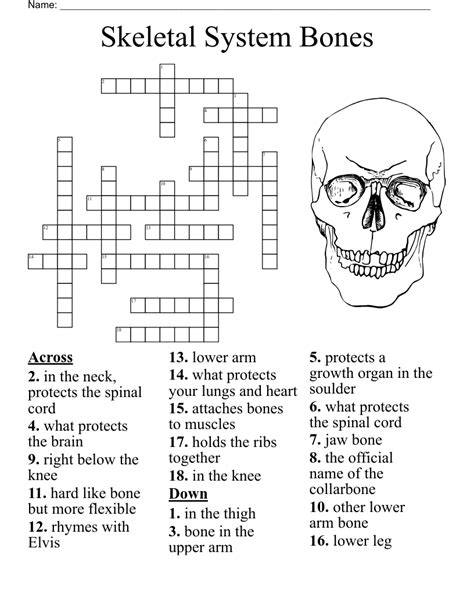 Anatomy Bones Crossword Puzzle at Autumn Banks blog