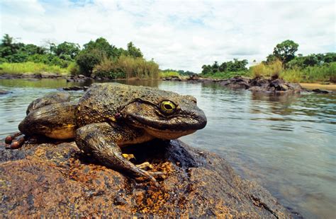 Goliath Frog News Central TV On X: "1/2 The Largest Frog In The World