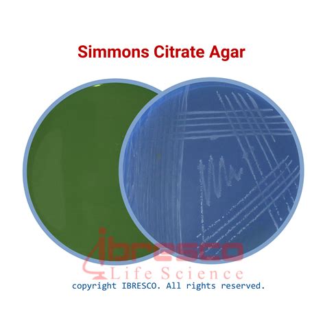 SIMMONS Citrate Agar | سیمونز سیترات آگار | ibresco