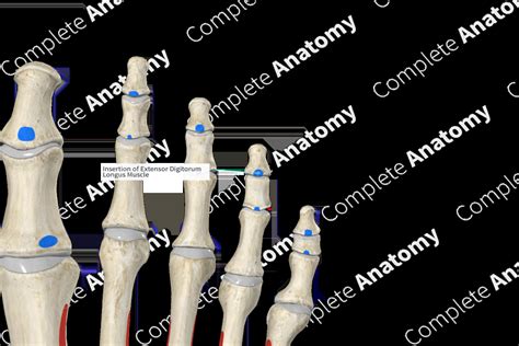 Image result for Extensor Digitorum Longus Muscle Function