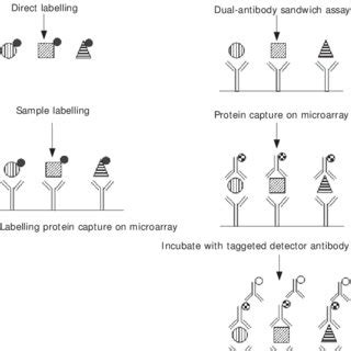 Antibody Microarray Slides 的图像结果