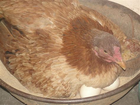 Image result for Brooding Bird