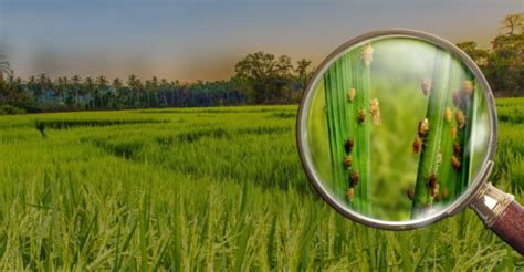 Control rice diseases and plant hopper to increase rice quality. | Syngenta