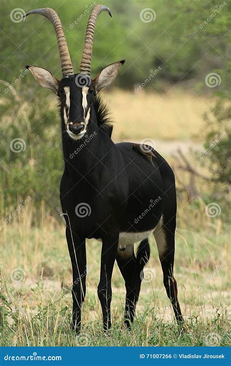Zambian Sable Antelope