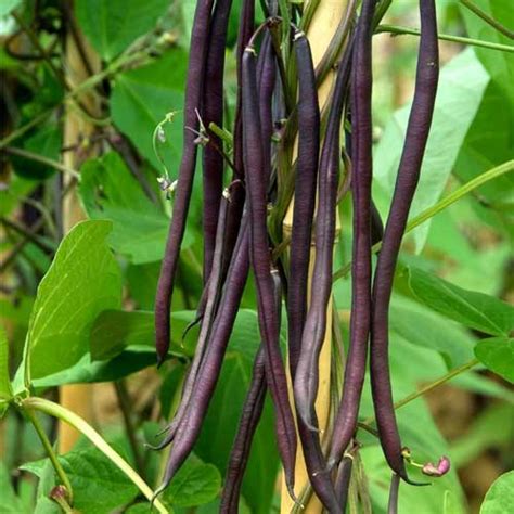 Buy Purple Pole Bean Seeds - Stringless, Deep Purple Pods, 50-60 Days ...