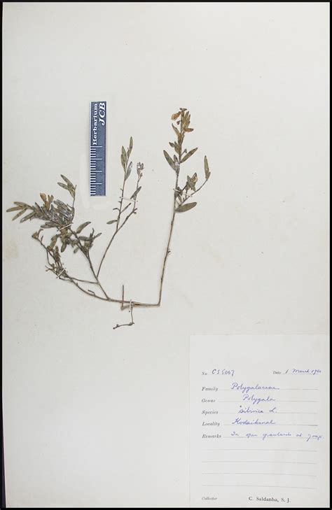 Herbarium JCB