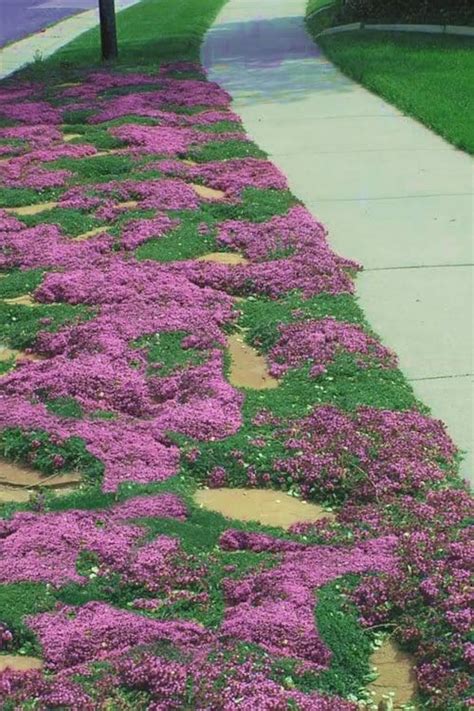 Thymus Praecox ‘coccineus’ | Red Creeping Thyme | Fragrant Groundcover ...