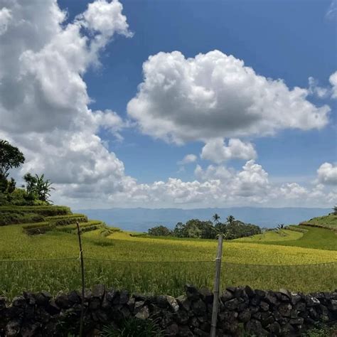 SAWAH TERASERING KACICU (2025) All You Need to Know BEFORE You Go (with ...