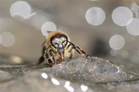 Why Does A Bee Fly at Amanda Barbour blog