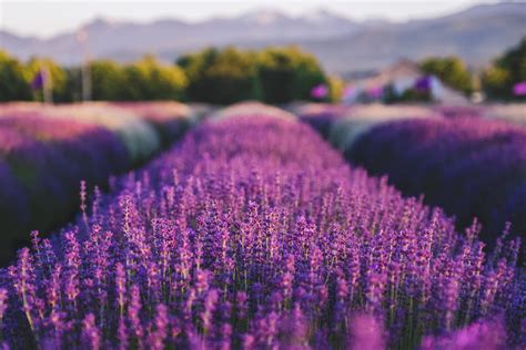 What Kind of Lavender can you eat? | B&B Family Farm, Sequim