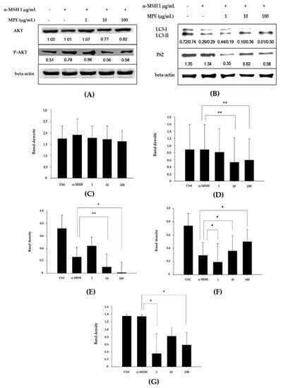 The Ethanol Extract of Musa sapientum Linn. Peel Inhibits Melanogenesis ...