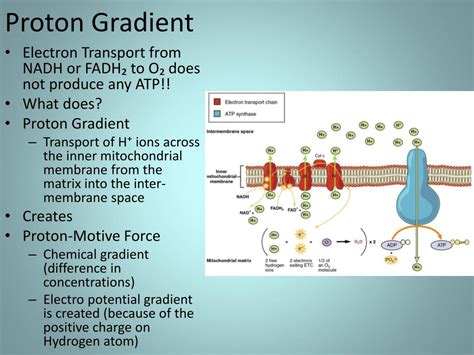 Image result for Proton Gradient