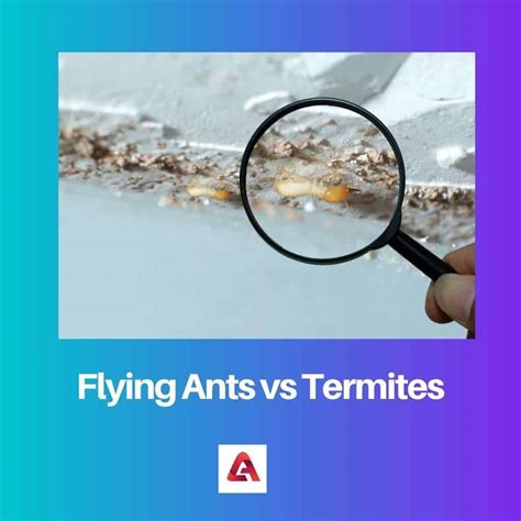 Flying Ants vs Termites: Difference and Comparison