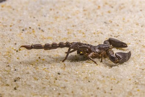 Scorpions in Texas: The Ultimate Guide
