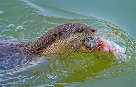 Predators Of Otters