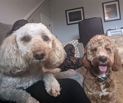 Image result for Cockapoo 1 Year Old