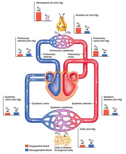 Image result for Diffusion Respiratory System