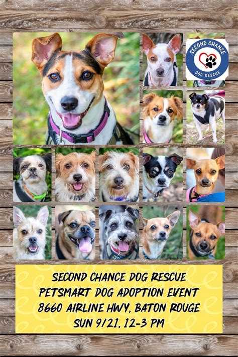 SECOND CHANCE DOG RESCUE ADOPTION EVENT, PetSmart (8660 Airline Hwy ...