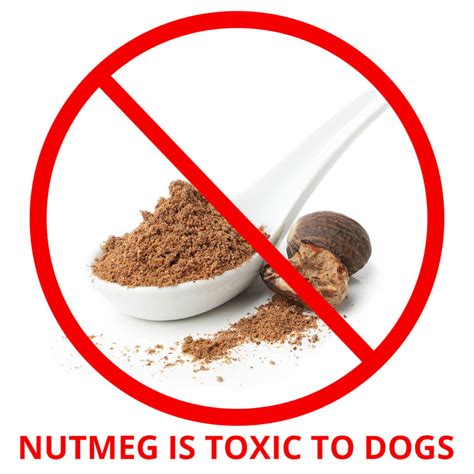 Why Is Nutmeg Dangerous