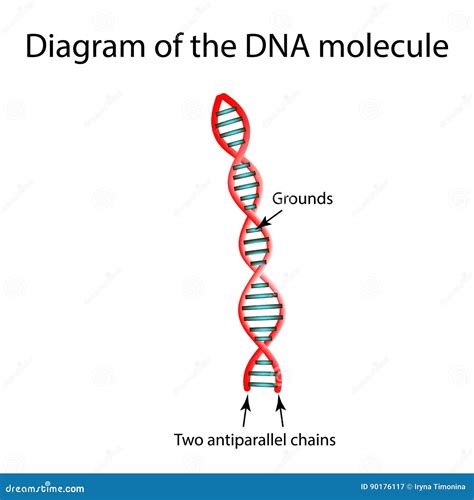 Image result for DNA Molecule Structure