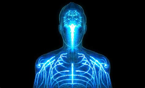 Image result for Brain Body Connection