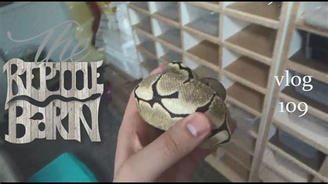 Image result for Ball Python Breeding 2014