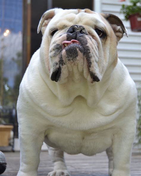 Cute Fat Bulldog Online Retailer | www.pinnaxis.com