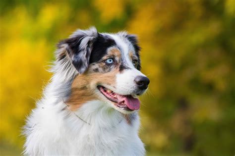https://image.petmd.com/files/inline-images/australian-shepherd-4.jpg?VersionId=TCuGjqZ3mFt94mfBrNJcvZXNN3GpAICN
