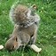 Image result for Squirrel Eat Nuts