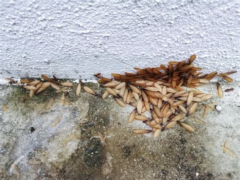 Premium Photo | Many Alates termite winged insects on the floor