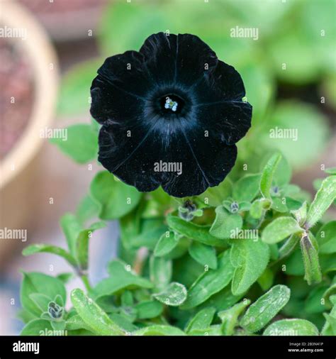 Close up of a single blooming black flower of the Black Velvet Petunia ...