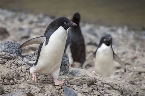 Penguin Eating Krill