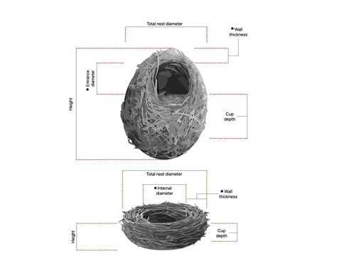 Birds are the ultimate architects, designing their nests for every climate