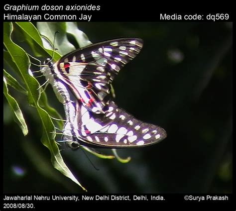 Graphium doson | Butterfly