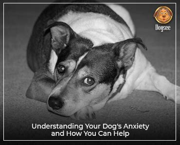 Understanding Your Dog’s Anxiety and How You Can Help | Dogsee Chew