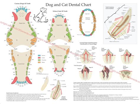 Dog and Cat Veterinary Dental Poster 18" X 24" – Body of Elements