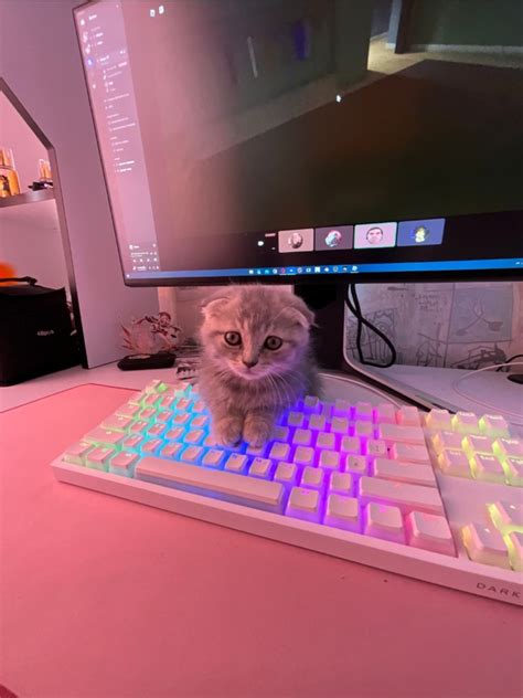 Image result for Keyboard Cat Meme