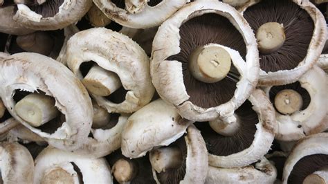 https://www.publicdomainpictures.net/pictures/210000/velka/fresh-mushrooms-1489073264BKS.jpg?utm_source=chatgpt.com