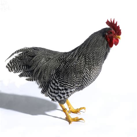 Plymouth Rock Chicken Breed