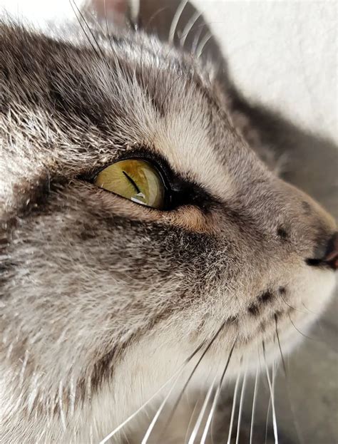 16 Signs Of Cat Eye Discharge