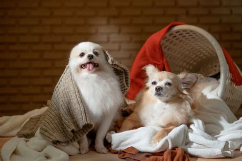 Why women sleep better with dogs than a partner