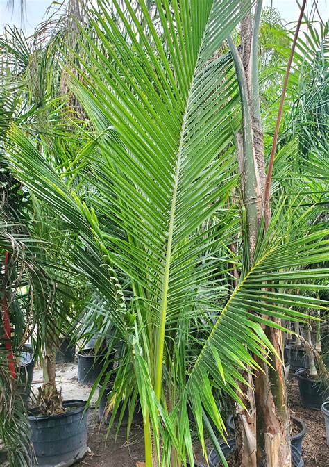 How Much Water Does Queen Palm Need Per Week For Best Growth
