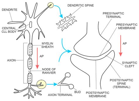 Detecting Early Cognitive Decline in Alzheimer’s Disease with Brain ...