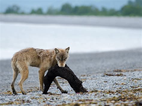 Wolf Vs Cougar Training Networks With Less Or No Data Making Low