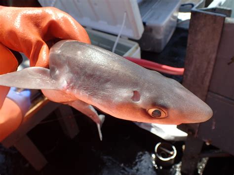 Puget Sound Shark Species Pacific Spiny Dogfish Wikipedia