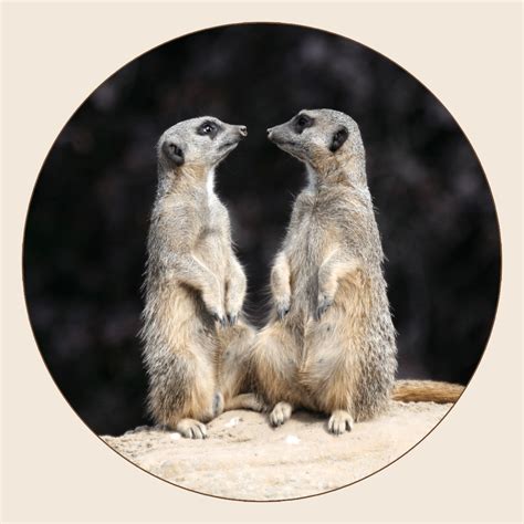 Image result for Raspberry Pi Suricate Tutorials